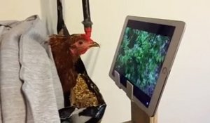 Une poule passionnée par un documentaire animalier sur un iPad