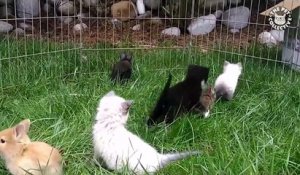 Mignon : des chatons et lapins s'amusent dans l'herbe