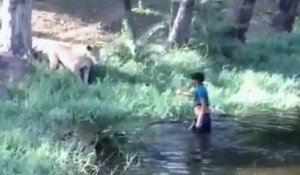 Un homme ivre provoque des lions en entrant dans leur enclos (Inde)