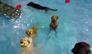 Le retour du chien qui ne savait pas nager