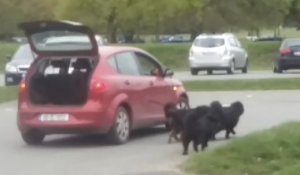 Trop fainéant, il promène ses chiens... en voiture !