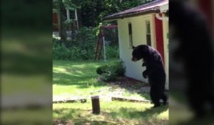 Balade d'un ours brun dans un jardin debout sur ses pattes arrières