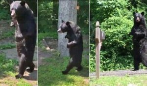 Il filme un ours qui marche comme un humain debout sur ses pattes arrières