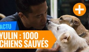 Yulin : Sauvetage de 1000 chiens destinés à l'abattoir (Chine)