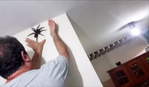 Grosse araignée dans la maison