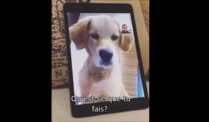 Quand tu fais un FaceTime avec ton chien