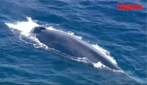 États-Unis: ils sauvent une baleine bleue prise dans des filets