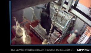 Deux abattoirs épinglés pour maltraitance envers des animaux par Rémi Gaillard et la L214, la vidéo choc !