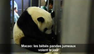 Des bébés pandas jumeaux voient le jour à Macao