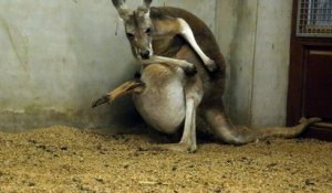 Bebe Kangourou Orphelin Adopte Par Une Maman Wallaby Au Zoo D Adelaide Sur Orange Videos