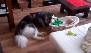Ce chien malamute d’Alaska s'occupe du bébé de la maison comme si c'etait le sien