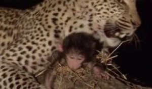 Un léopard assure la sécurité d’un bébé babouin