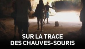 Peur des chauves-souris ? Venez vaincre votre phobie !