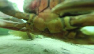 Cette GoPro perdue dans l'eau filme un Crabe très curieux LOL