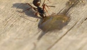 Cette fourmi est sans doute russe !
