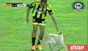 Un chien s'incruste en plein match de football sur le terrain