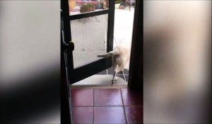 Solidarité entre chiens : l'un ouvre la porte pour l'autre