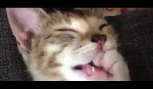 Adorable : ce chaton suce son pouce pendant qu'il fait sa petite sieste !