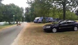 Disparition d'une fillette en Lot-et-Garonne : un maître chien et un escadron mobile étaient sur place lundi 11 juillet
