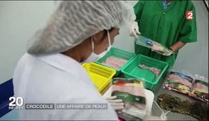 Une entreprise thaïlandaise élève des milliers de crocodiles pour vendre... leurs corps !