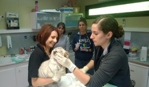 Zoo d'Amnéville : première visite chez le vétérinaire pour les bébés tigres blancs