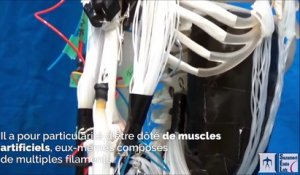 Ce robot constitué de muscles artificiels reproduit à l’identique les mouvements du corps humain