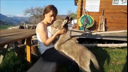 Le Truc Le Plus Mignon Du Jour Bebe Ane Adorable Sur Orange Videos
