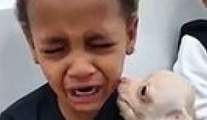 Un petit garçon en pleurs à cause d'un bébé chihuahua trop mignon