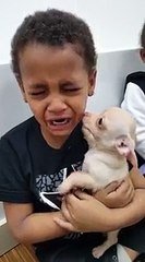 Un Petit Garcon En Pleurs A Cause D Un Bebe Chihuahua Trop Mignon Sur Orange Videos