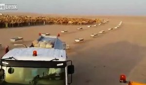 Des dizaines de chameaux se ruent vers leurs abreuvoirs pour boire