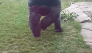Un gorille s'énerve contre des visiteurs !