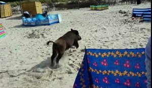 Un sanglier sème la panique dans une  plage, il charge plusieurs personnes et se fait la malle