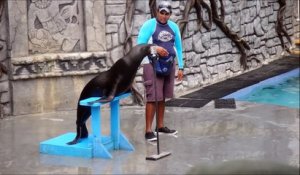 Une otarie chante "Crazy" dans un parc aquatique !