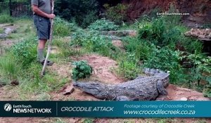 Il cherche un crocodile et se fait attaquer