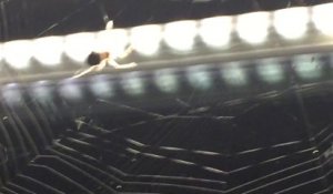 Des dizaines d'araignées au 40ème étage d'un gratte ciel à Chicago en train de tisser leur toile