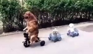 Adorables chiens avec bicyclette