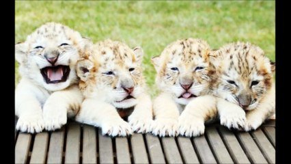 Un Lion Blanc Et Une Tigresse Blanche Ont Donne Naissance A Des Bebes Les Images Sont Epoustouflantes Sur Orange Videos