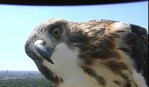 Cet aigle est bien curieux d'une caméra météo aux Etats Unis