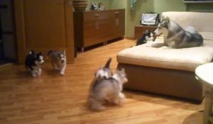 Une maman husky apprend à ses chiots à sauter