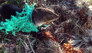 Un bébé phoque coincé dans un filet de pêche se fait libérer
