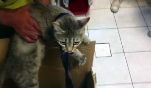 Une chatte et ses petits retrouvés enfermés dans un carton