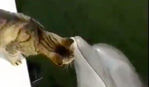 Un chat se prend d'affection pour un dauphin.