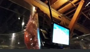 Ce poulpe géant essaie de se barrer de son aquarium! Evasion marrante