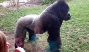 Attaque fulgurante d'un gorille dans un zoo