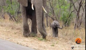 La réaction de cette maman éléphant envers son bébé va vous surprendre !