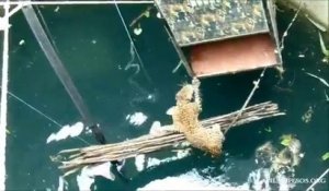 Ils sauvent un léopard au bord de la noyade après être tombé dans un puits