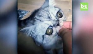 Un drôle de chat aux yeux ronds fait le buzz sur Internet