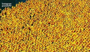 Une course de 60 000 canards en plastique à Chicago