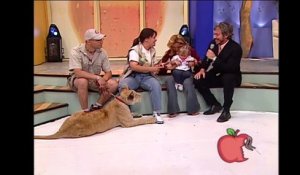 Un enfant se fait attaquer par un lion en direct à la télé