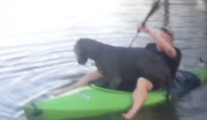 Quand tu décides d'emmener ton gros chien faire du canoë kayak